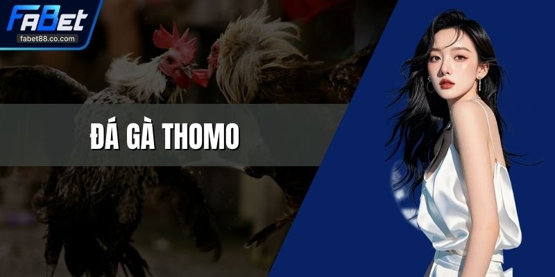 Đá Gà Thomo Kịch Tính Tại Đấu Trường Gà Uy Tín Nhất