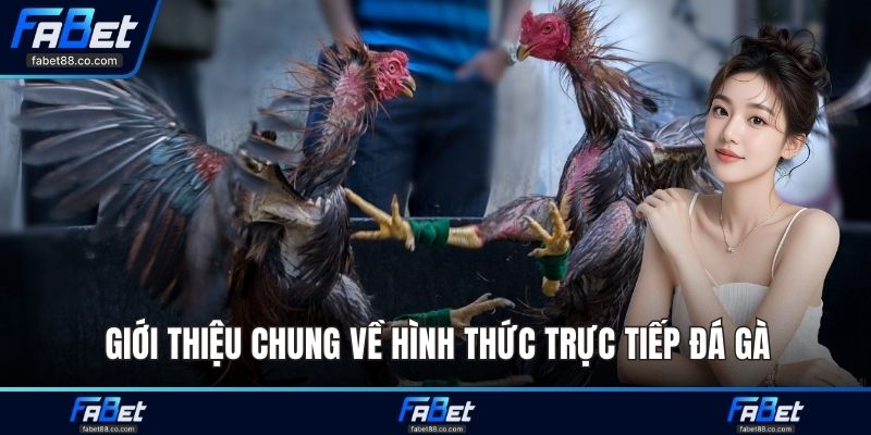 Giới thiệu chung về hình thức trực tiếp đá gà