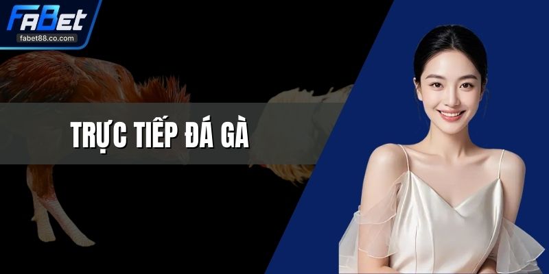 Trực Tiếp Đá Gà - Trận Đấu Đỉnh Cao Sắc Nét Từng Giây